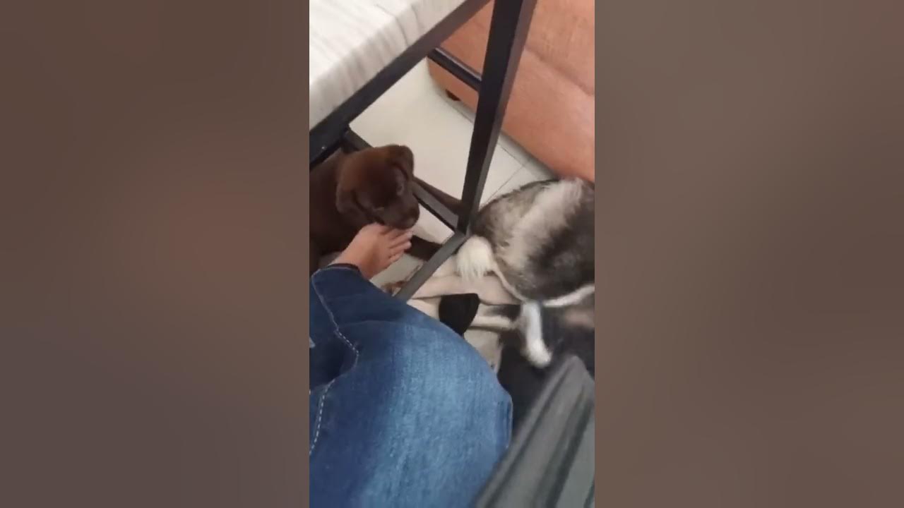 My puppy biting my foot YouTube