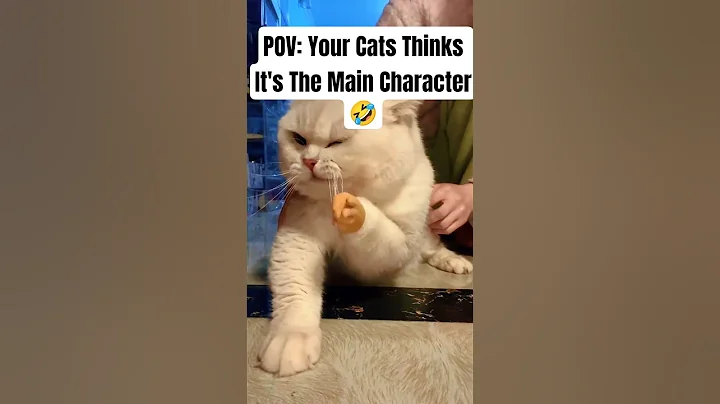 Video 10885201: laugh pets funny cat, cats dogs pets laugh, funniest cats