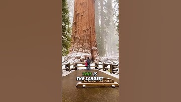 How Trees Combat Climate Change