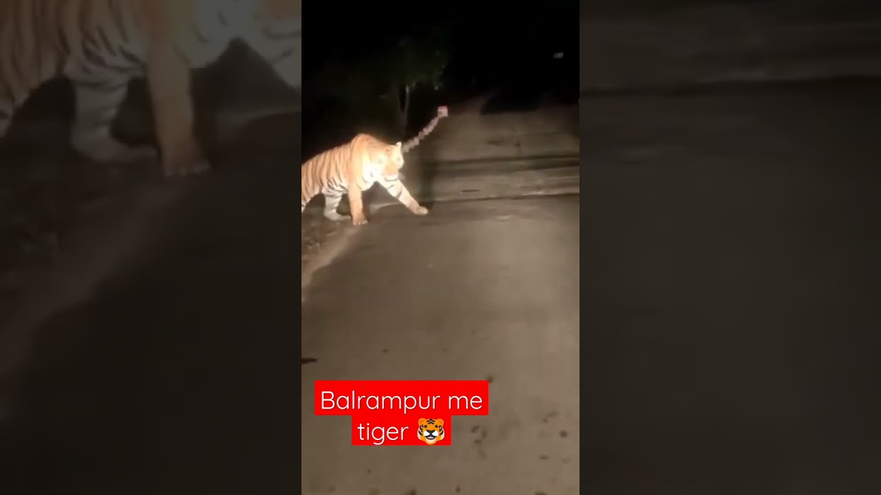 balrampur me tiger 🐯।      