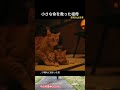 小さな命を救った祖母 #保護猫 #猫 #野良猫