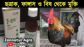 Two Plus ঔষধ ছতরক ফঙগস ও বষ থক মকত রখন আপনর খমর Murgi Palan Zannatul Agro