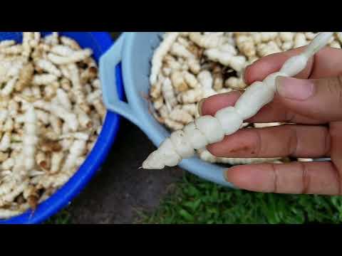 Video đào đông trùng hạ thảo atiso vô ăn sống - dig up and... - youtube