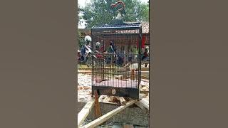 Kacer isian Murai batu