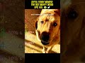 Joyful Funny Moment: Tiny but Mighty Doggo Epic Fail 😂🚀 #dog #funny #doggielife #pets #cutedog