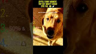 Joyful Funny Moment: Tiny but Mighty Doggo Epic Fail 😂🚀 #dog #funny #doggielife #pets #cutedog