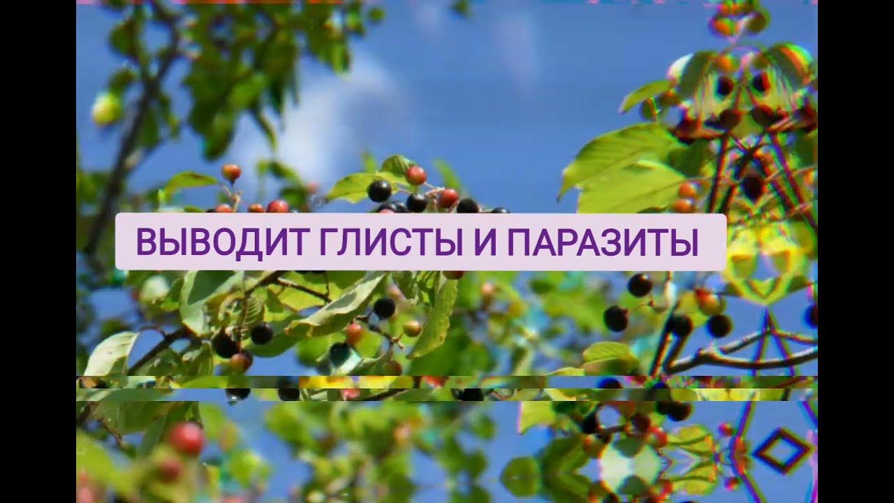 Каскара Саграда Коралловый клуб. Каскара - это Здоровый кишечник ...