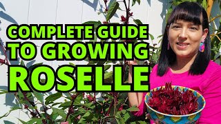 Watch this before growing ROSELLE - How to grow roselle from seed, harvest calices, & recipes