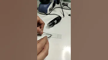 КОЖНОЕ САЛО ПОД МИКРОСКОПОМ