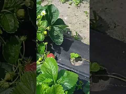 Полуниця Мурано