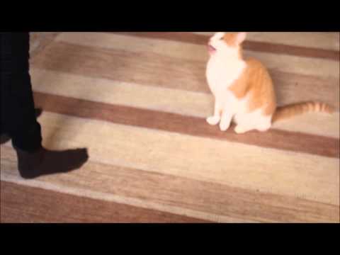 Video: Salaperäinen Kissa Kiinni Valvontakamerasta - Vaihtoehtoinen Näkymä