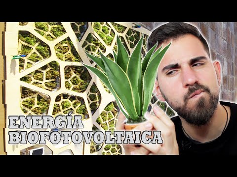 Vídeo: De què obtenen la seva energia les plantes?