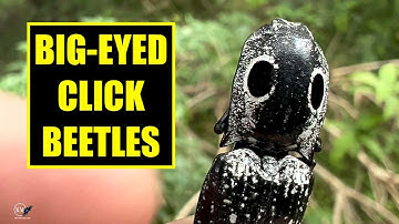 THE POWER OF A GIANT CLICK BEETLE