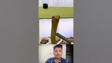 mahadev status mahakal status bholenath status #shivshiv #status #mahadev #status #snaketalk