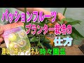 【パッションフルーツ 】　プランター栽培の　仕方　22/5/12