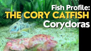 Corydoras Catfish: The Coolest Fish You Aren't Keeping