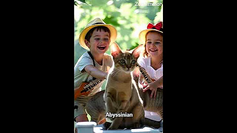 Video 11445811: meet abyssinian cat, domestic cat breed