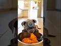 Ninja Dog Prank Hooking Meat from Above While Another Dog Eats 🐶🍖 #yearofyou