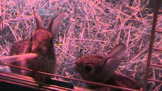 Hand-reared Cottontail rabbits by Natascha Wille 1,045 views 10 years ago 6 minutes, 53 seconds
