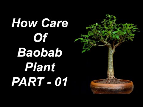 How Care Of Baobab Plant || Chopping in bonsai ||  Baobab bonsai || Kalpvriksh plant || Part - 1