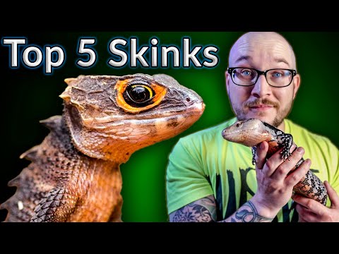 Video: Kunnen skinks huisdieren zijn?