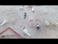 صيد تار عيون بيض البزونه اكلت الطيور وشردت من سبب البوزنه صيد تار عيون بيض البزونه اكلت الطيور وشردت من سبب البوزنه