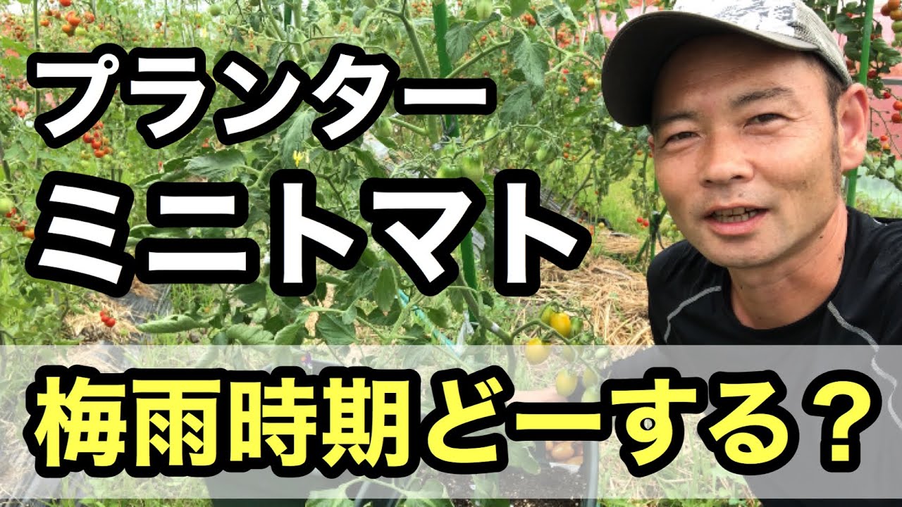 ミニトマトプランター栽培 梅雨時期の管理ポイント Youtube