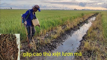 gặp cao thủ xiệt lươn đồng mùa lúa chổ bông trúng đậm bầy lươn. quá nhiều cá trê