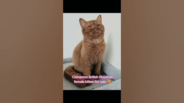 Video 10352571: british shorthair female kitten, cattery britishshorthair