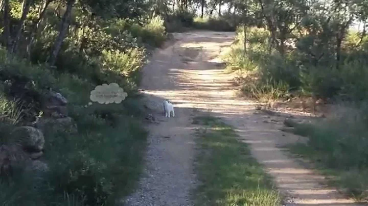 Video 11572421: bobtail breed, bobtail kittens, kitten first walk