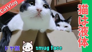 【Compilation】猫は液体と猫部屋オープンのCompilation見ているだけで幸せになれる可愛い猫動画 #Vlog #猫動画 #可愛い猫 #保護猫