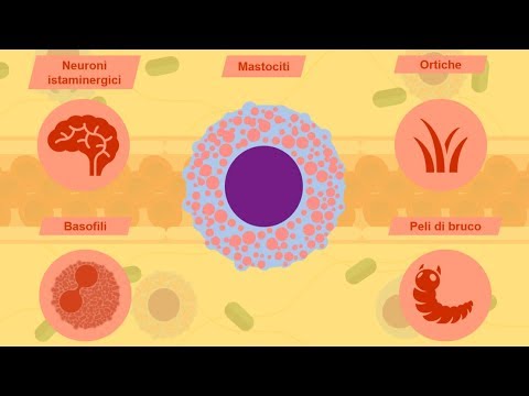 Video: Quale leucocita rilascia istamina?