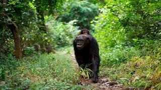 Walking With Great Apes Trailer