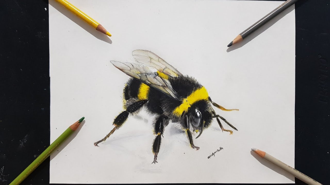 bumblebee drawing