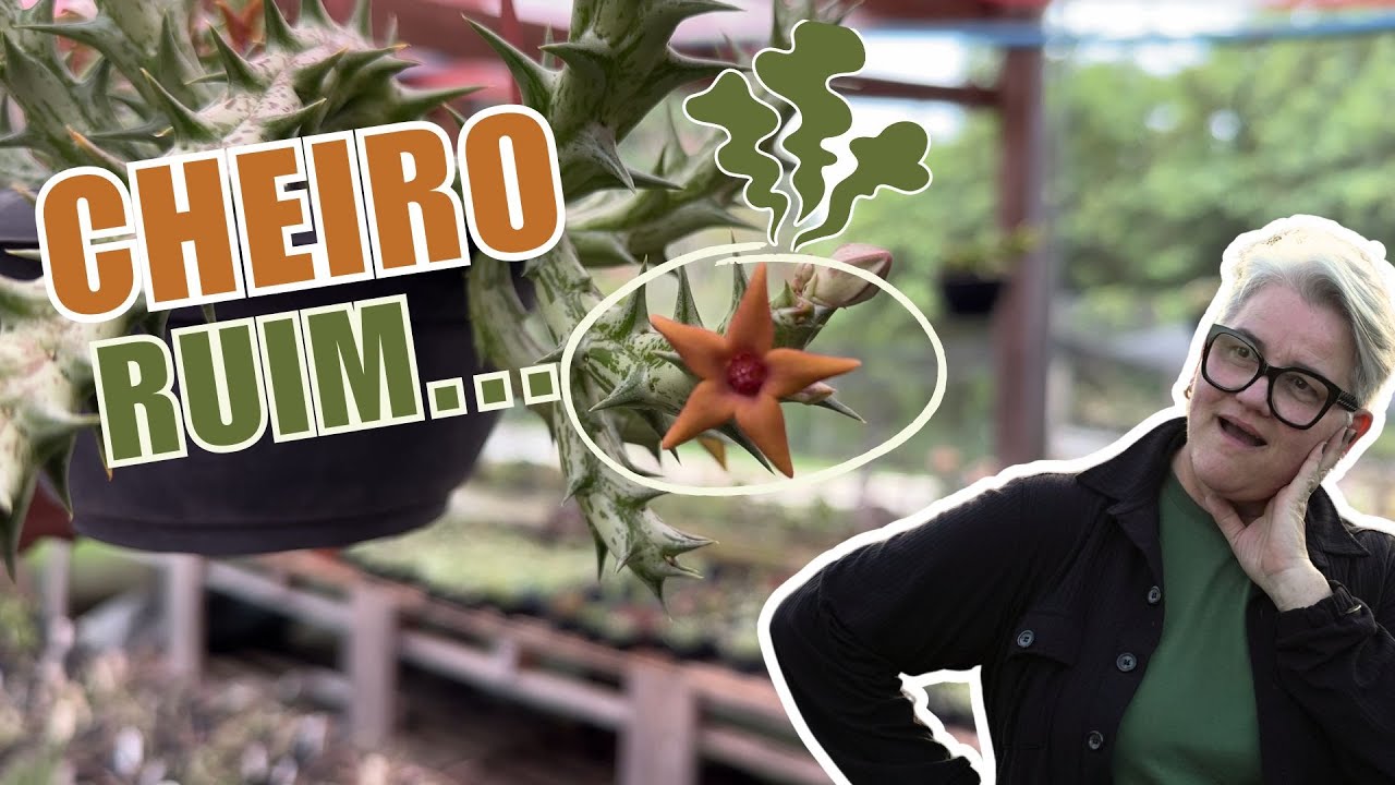 019 | Uma seleção de Stapelias e Huernias