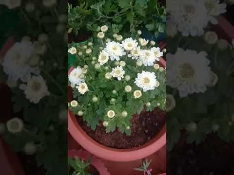 Video: Chrysanthemum In 'n Blomtuin