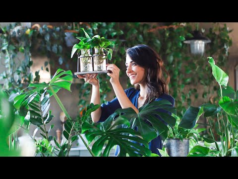 Vídeo: Plantes d'interior amb molta llum