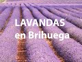 Lavandas en Brihuega