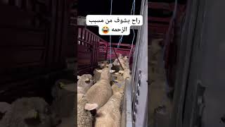 ذكاء الكلاب ،سبحان الله 