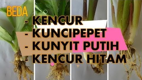 Perbedaan tanaman obat kencur, kunci pepet, kunyit putih dan kencur hitam