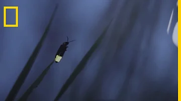Quel insecte vole la nuit ?