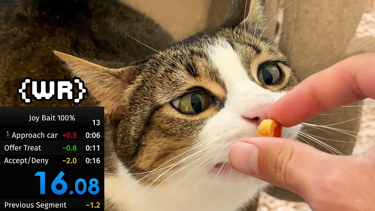 joy baiting my cat until he gives up the chair speed run 100% (wr ...