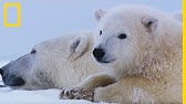 Trop Mignon Un Petit Ours Qui Grimpe Sur Sa Mere Youtube Trop Mignon Un Petit Ours Qui Grimpe Sur Sa Mere Youtube