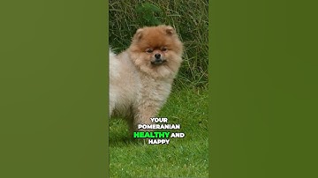 Pomeranian - Tiny Active Watchdog With Napoleon Complex