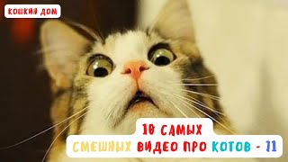 10 самых смешных видео про котов  - выпуск 71