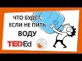 🔶 Что произойдет, если прекратить пить воду? [TED-Ed на русском]