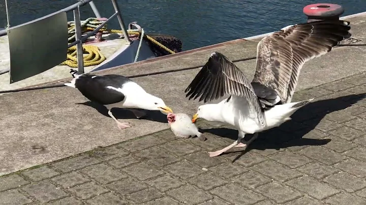 Birds. Two equally strong seagulls fight loudly for a fish. - DayDayNews