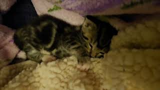 Foster Kitten Oodles ZZzzZzzZZZzzzZzZZzZZzzz [REAL]