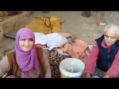 Bursa'daki köyü gören Karadeniz sanıyor...Yılda 60 ton fındık üretiyorlar