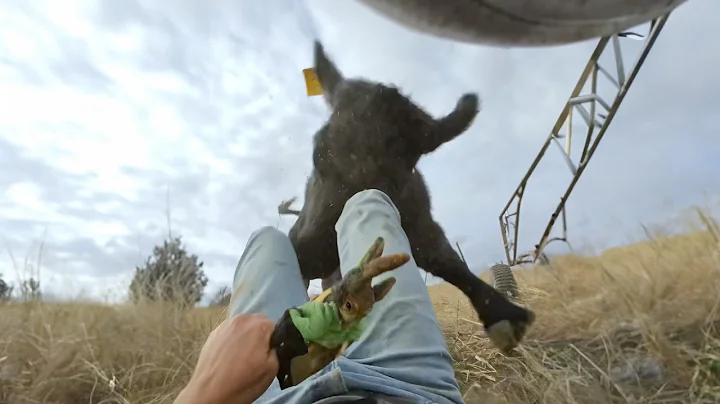 Mother Cow Doesn’t Hesitate to Protect Her Baby